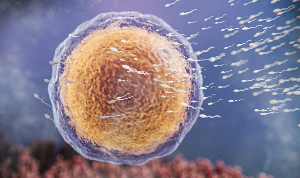 Infertility and Family Planning